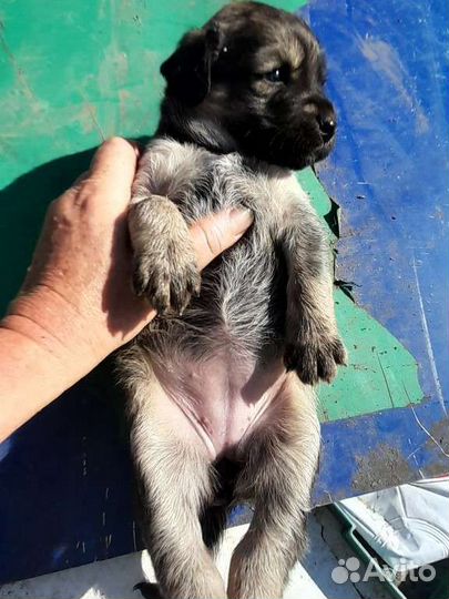 Щенки бесплатно