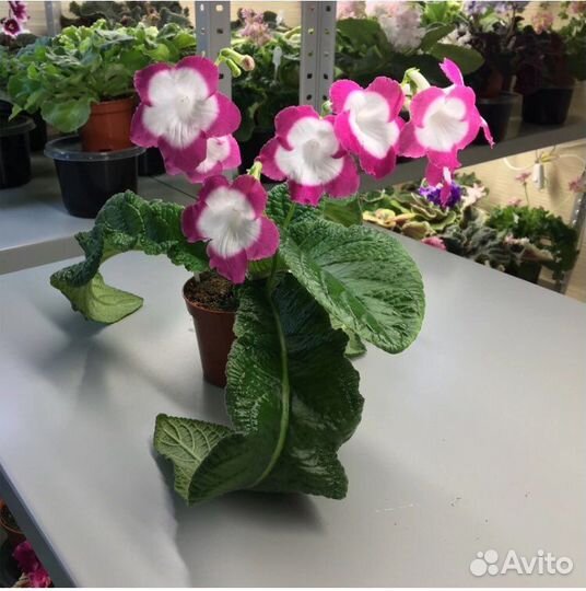 Стрептокарпусы