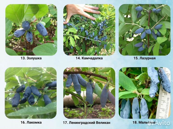 Саженцы жимолости, жимолость