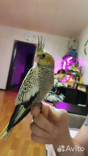 Попугай корелла птенец ручная девочка