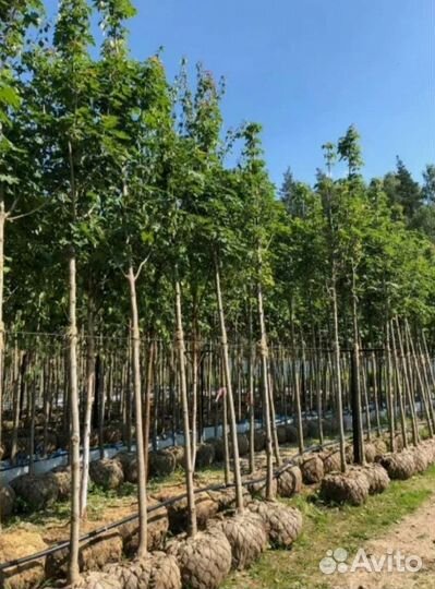 Клен остролистный