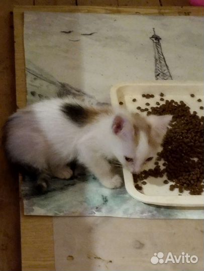 Кисуля Зайка