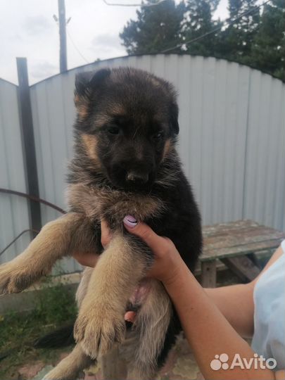 Продам щенков