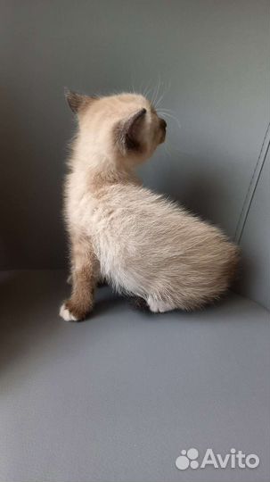 Котенок(кот)