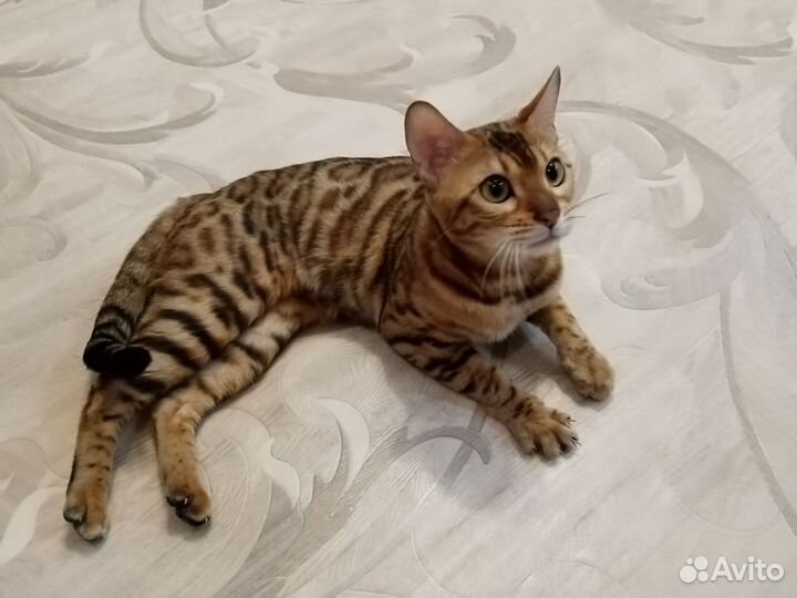 Бенгальская кошка