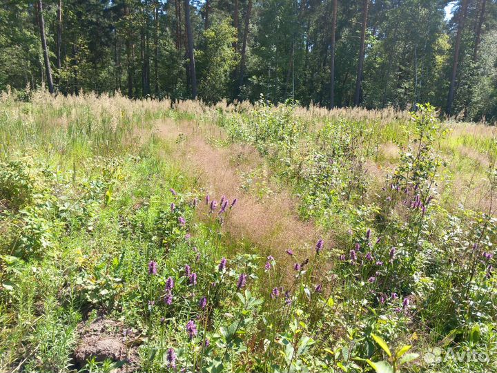 Буквица лекарственная сухоцвет