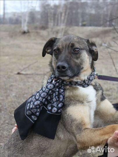 Умный пес Добби