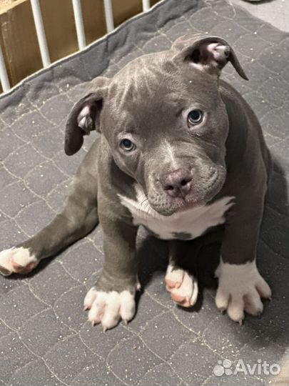 Американский булли