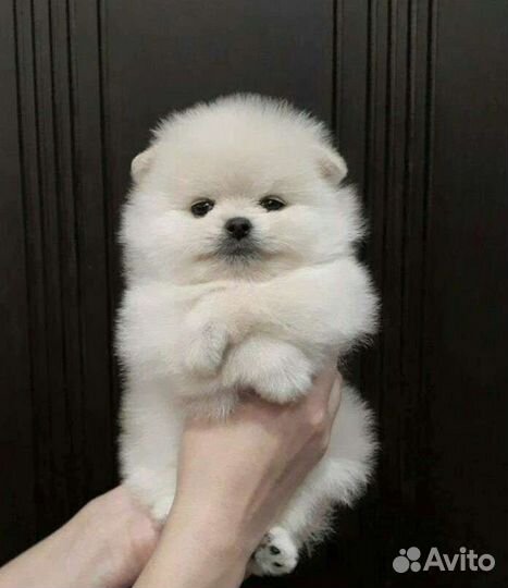 Белый померанский шпиц