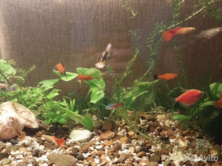 Аквариумные рыбки, креветки