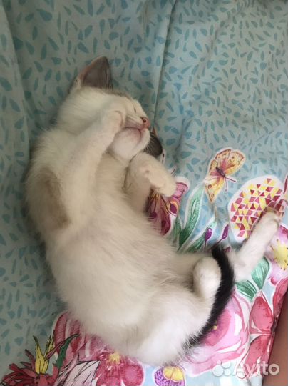 Котенок