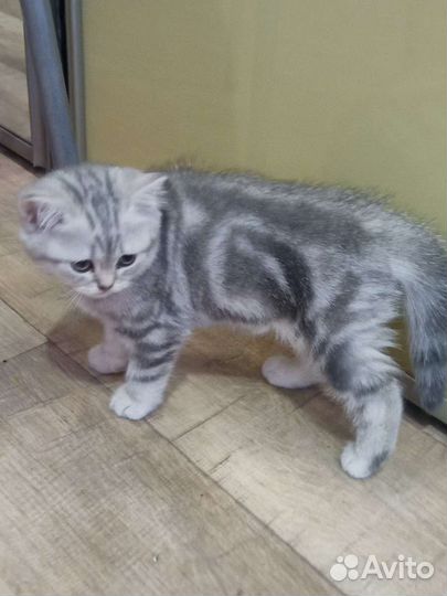 Британский котенок девочка