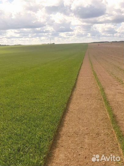 Рулонный газон от производителя