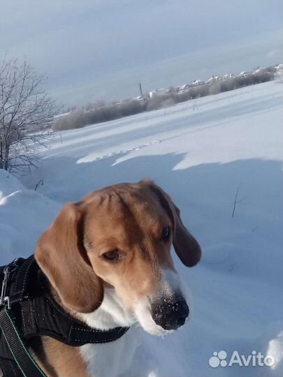 Эстонская гончая для вязки, кобель