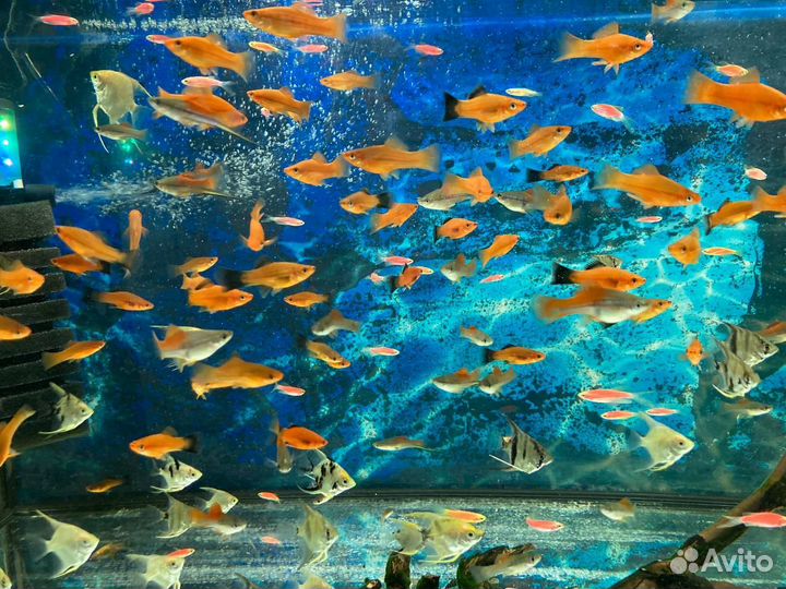 Аквариумные рыбки