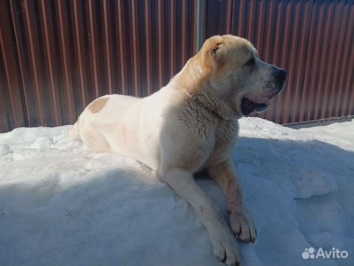 Вязка Алабая