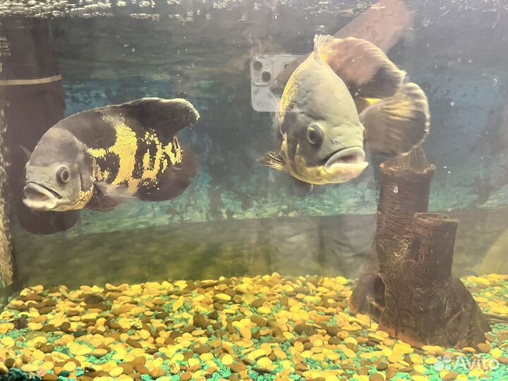 Аквариумные рыбки и аквариум