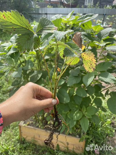 Клубника разных сортов саженцы