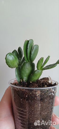 Рипсалидопсис