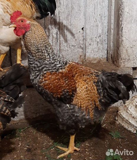 Куры петухи
