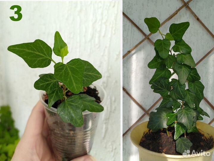 Плющ. 7 разных (Hedera Helix)