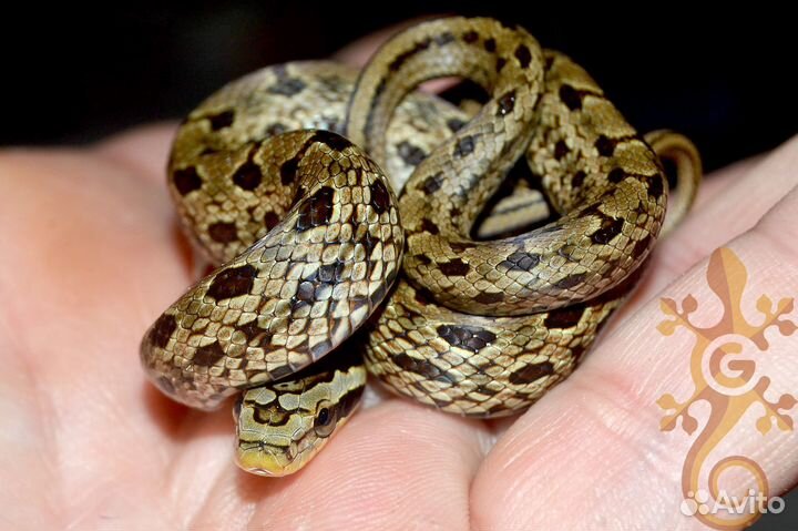 Двупятнистый полоз. Змея для новичка