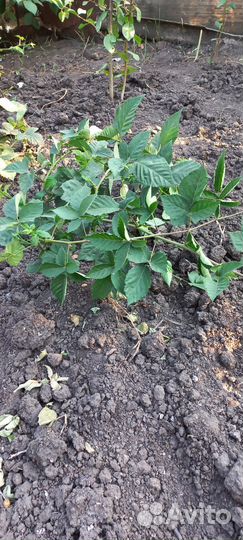 Саженцы ежевики безшиповой