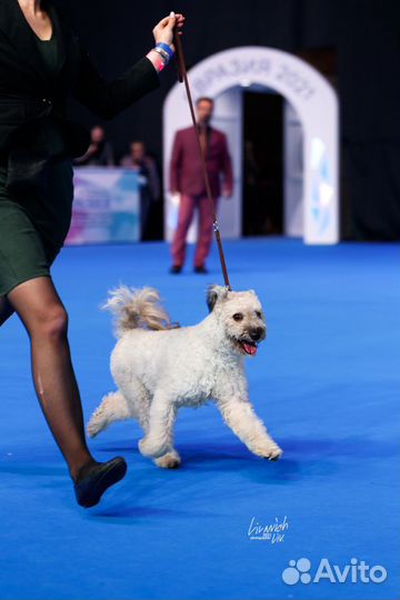 Щенки Пуми (венгерская пастушья собака)
