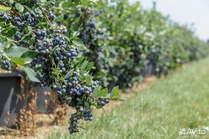 Голубика от саженца и старше