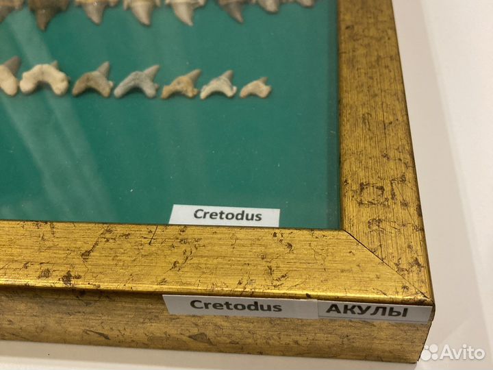 Зубы акулы Кретод (Cretodus)