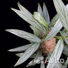 Сциндапсус, Эпипремнум, набор