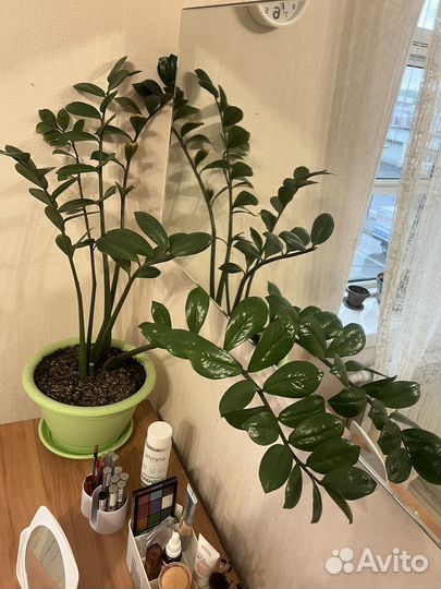 Замиокулькас