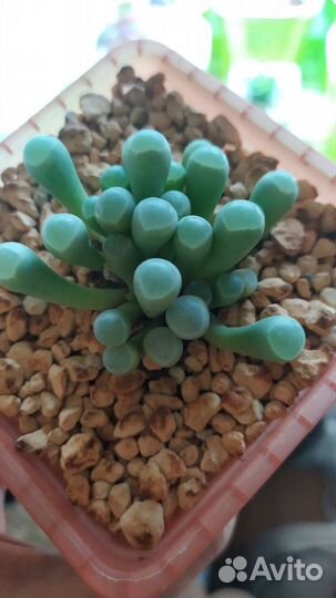 Суккуленты коллекционные