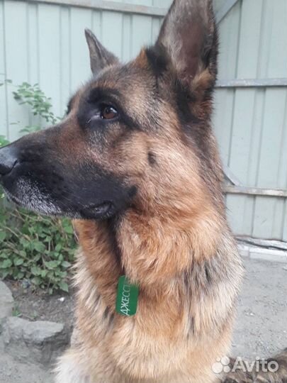 Адресники, потеряшки для животных,гравировка