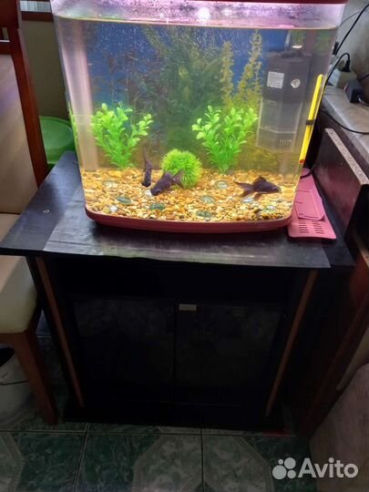 Аквариум рыбки грунт фильтр
