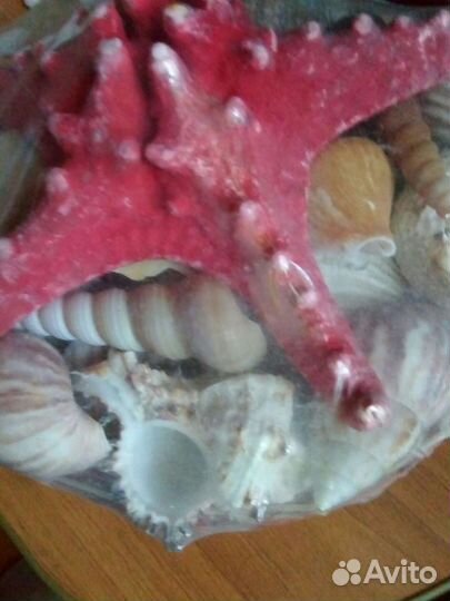 Морские ракушки и рыба-еж бесплатно