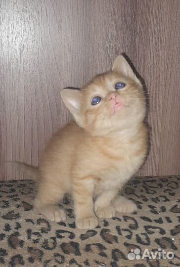 Отдам бесплатно