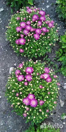 Хризантемы мультифлора