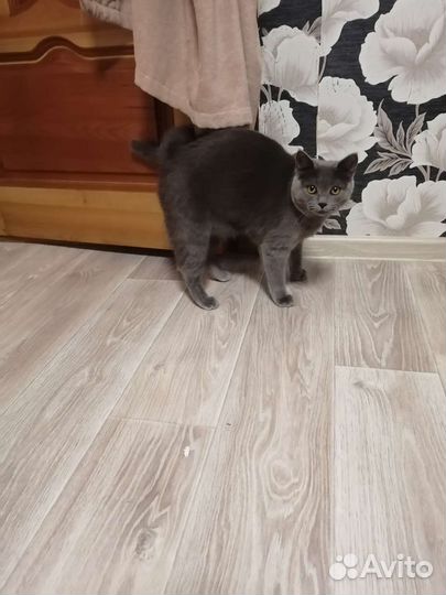 Мама британка папа мордвин