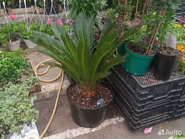 Сановник (цикас)