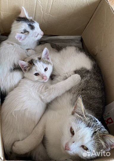 Котята в добрые руки