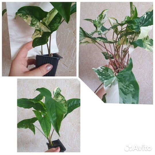 Синг. Imperial white, диффенб. рефлектор, каладиум