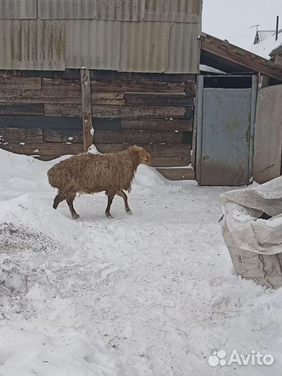 Баран гиссар