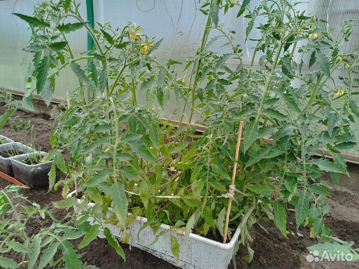 Рассада помидор