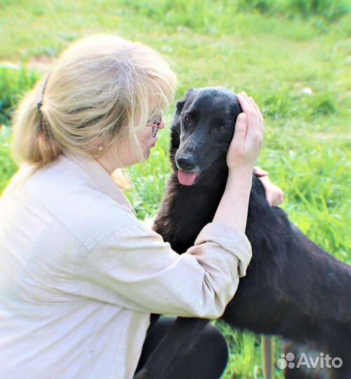 Прекрасная собачка Черри ищет дом