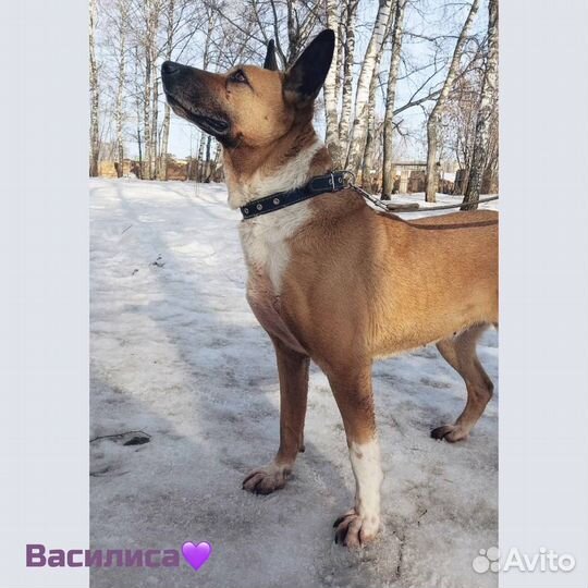 Красавица из приюта