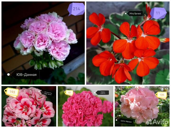 Герань пеларгония