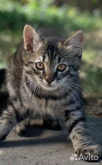 Котики мышеловы