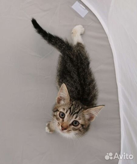 Котенок Шпротинка 2 месяца