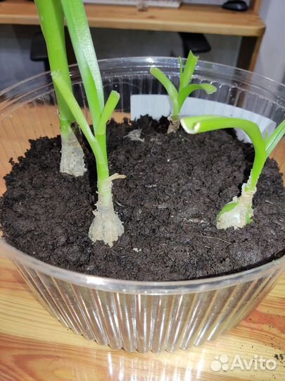 Индийский лук